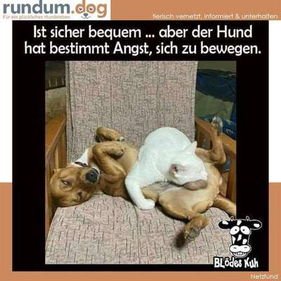 Hunde Memes-Beitrag-Bild