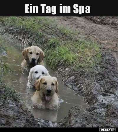 Hunde Memes-Beitrag-Bild