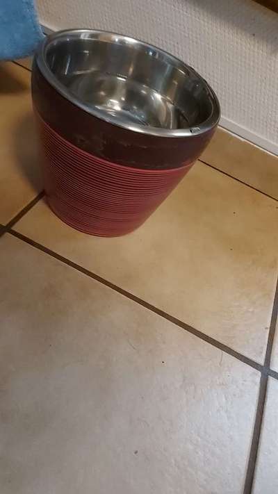 Mein Hund will nicht mehr aus seinem Napf fressen-Beitrag-Bild
