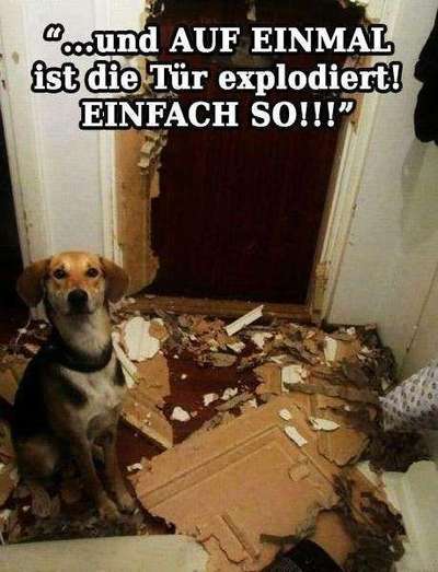 Hunde Memes-Beitrag-Bild