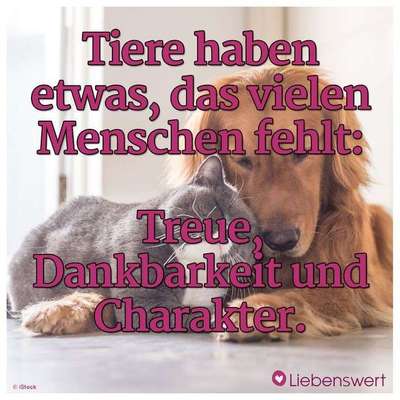 Hunde Memes-Beitrag-Bild