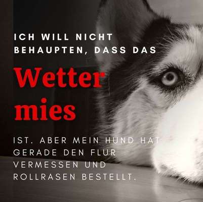 Hunde Memes-Beitrag-Bild