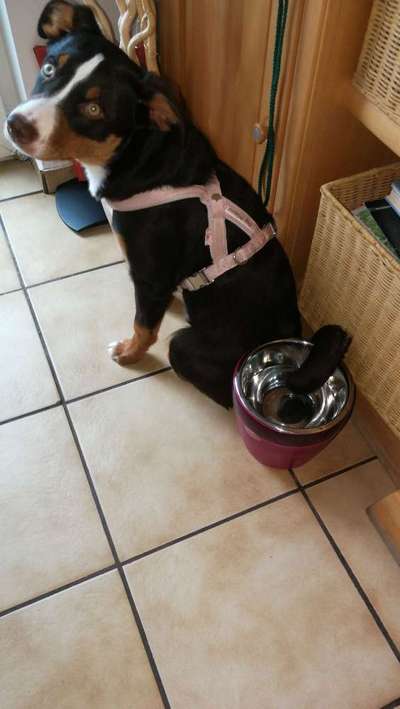 Hier ist der Spaßthread. Zum Schmunzeln und Kaputtlachen-Beitrag-Bild