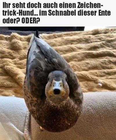 Hunde Memes-Beitrag-Bild