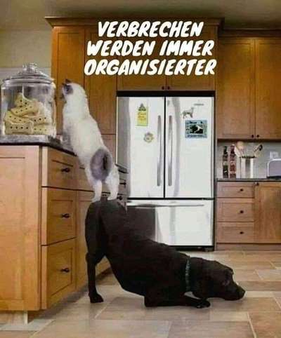 Hunde Memes-Beitrag-Bild