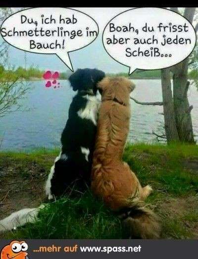 Hunde Memes-Beitrag-Bild