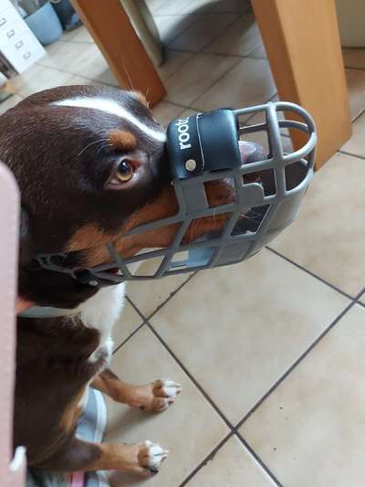 Wie sitzt mein Maulkorb / Maulkorb-Beratung-Beitrag-Bild