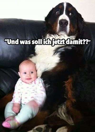 Hunde Memes-Beitrag-Bild