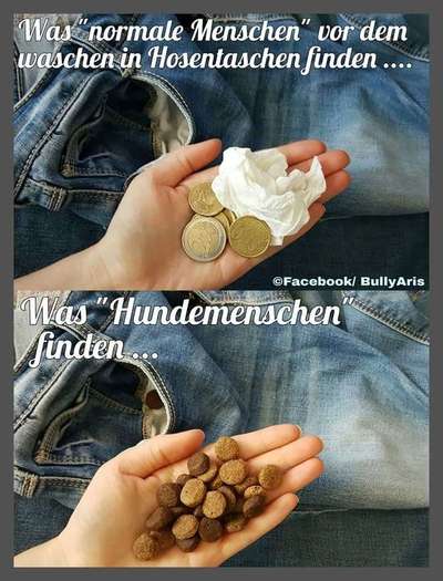 Hunde Memes-Beitrag-Bild