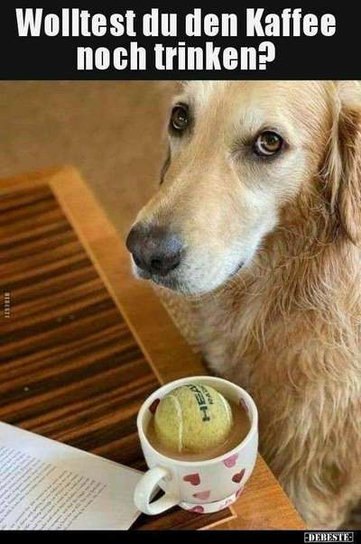 Hunde Memes-Beitrag-Bild