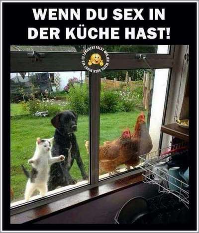 Hunde Memes-Beitrag-Bild