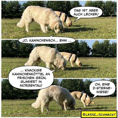 Hunde Memes-Beitrag-Bild