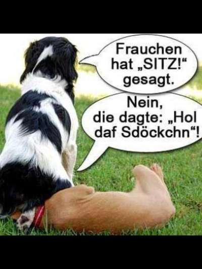 Hunde Memes-Beitrag-Bild