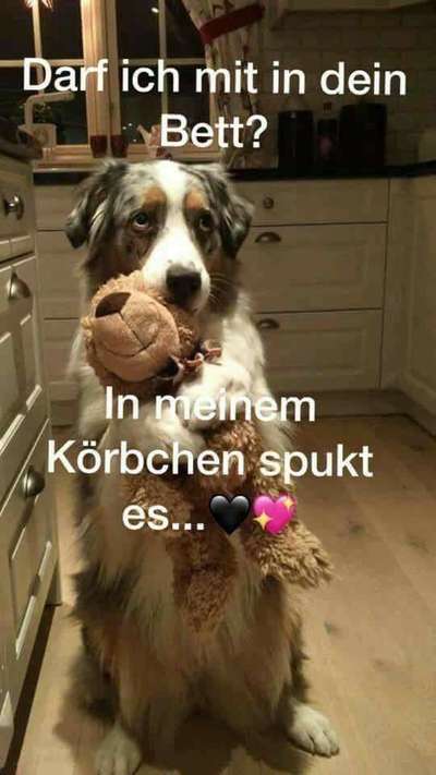 Hunde Memes-Beitrag-Bild