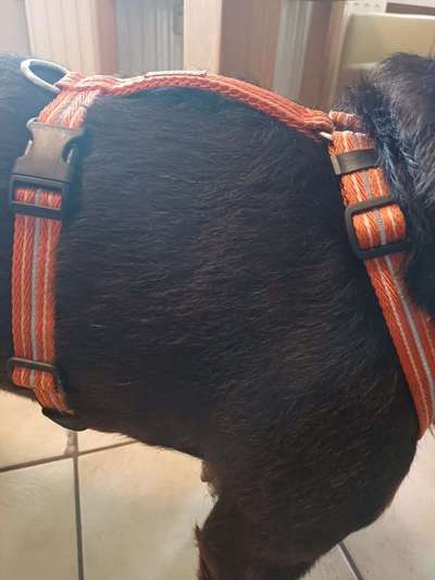 Wie sitzt mein Geschirr?-Beitrag-Bild