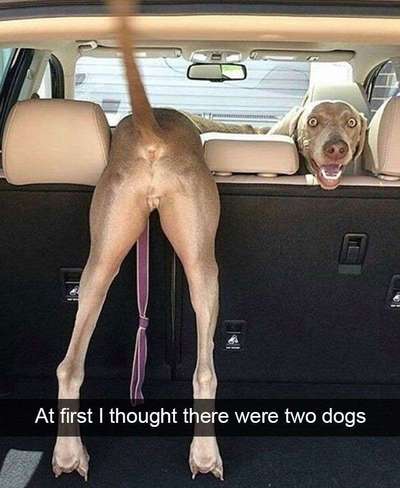 Hunde Memes-Beitrag-Bild