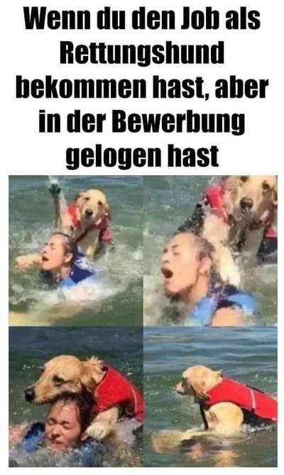 Hunde Memes-Beitrag-Bild