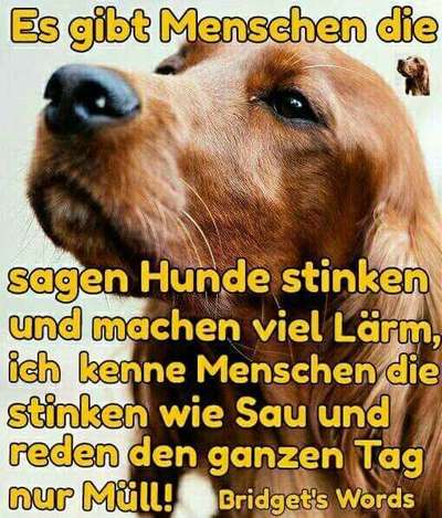 Hunde Memes-Beitrag-Bild