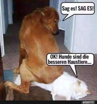 Hunde Memes-Beitrag-Bild