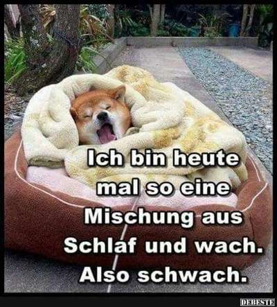 Hunde Memes-Beitrag-Bild