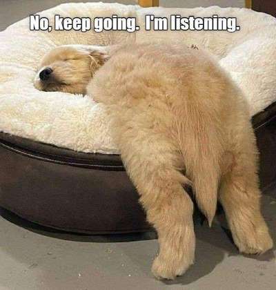 Hunde Memes-Beitrag-Bild