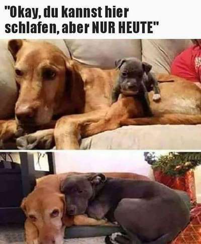 Hunde Memes-Beitrag-Bild