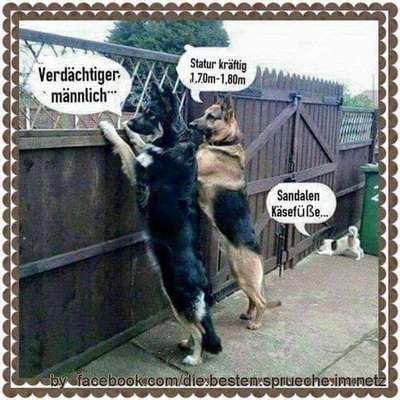 Hunde Memes-Beitrag-Bild