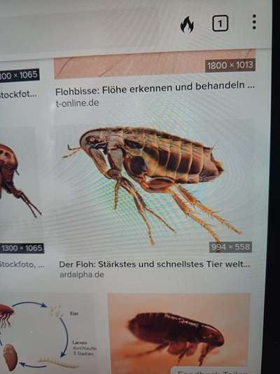 Welches Tier ist das?-Beitrag-Bild