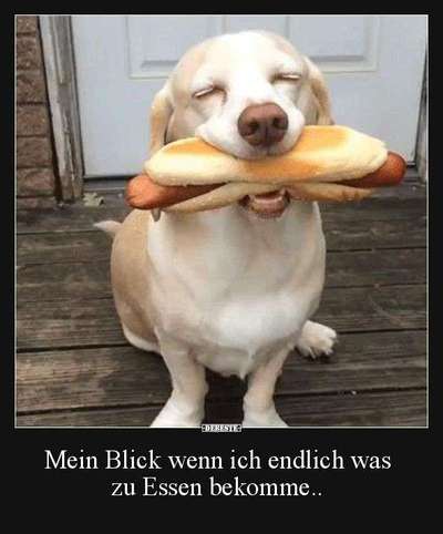 Hunde Memes-Beitrag-Bild