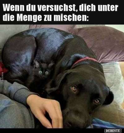 Hunde Memes-Beitrag-Bild