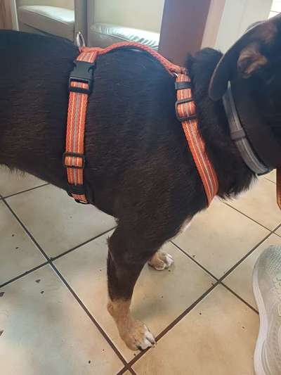 Wie sitzt mein Geschirr?-Beitrag-Bild