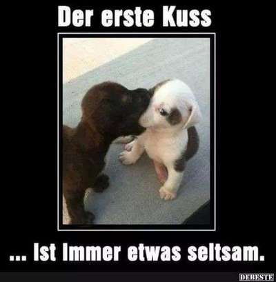 Hunde Memes-Beitrag-Bild