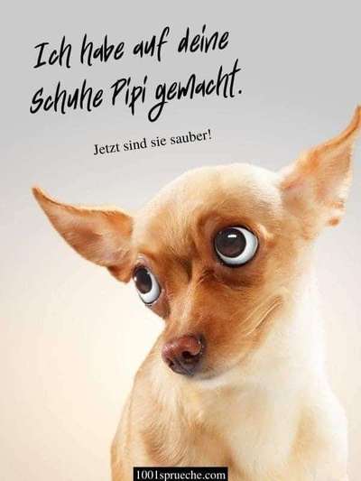 Hunde Memes-Beitrag-Bild