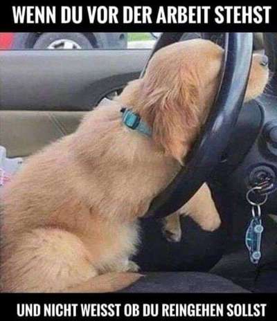 Hunde Memes-Beitrag-Bild