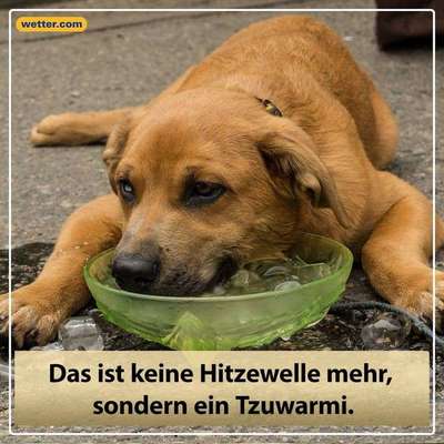 Hunde Memes-Beitrag-Bild