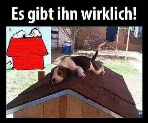 Hunde Memes-Beitrag-Bild