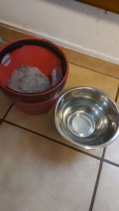 Mein Hund will nicht mehr aus seinem Napf fressen-Beitrag-Bild