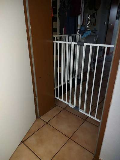 Welpe frisst die Hintermachenschaften von den Katzen-Beitrag-Bild