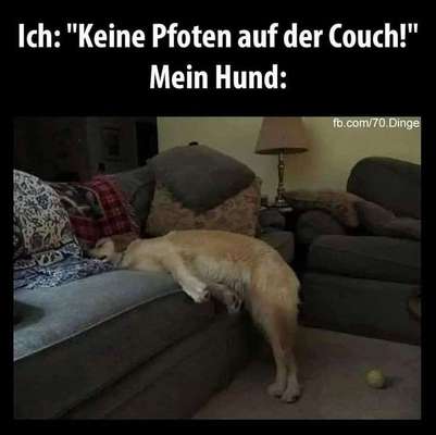 Hunde Memes-Beitrag-Bild
