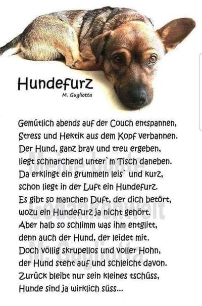 Hunde Memes-Beitrag-Bild