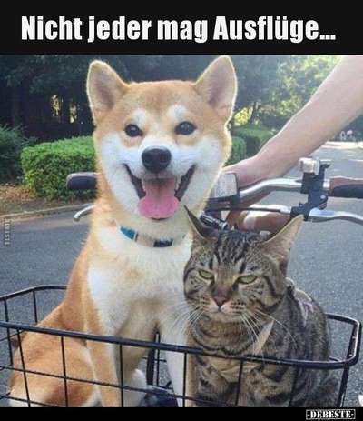 Hunde Memes-Beitrag-Bild
