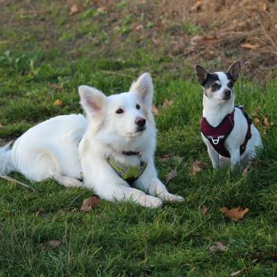 Hundetreffen-Trainingspartner und Spielfreunde-Bild