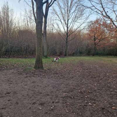 Hundeauslaufgebiet-Altenholz Auslauf-Bild