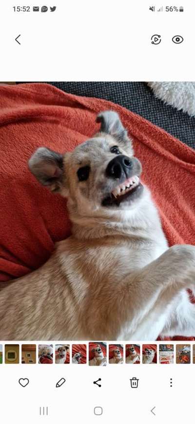 Dogorama Photo Challenge - Portrait-Beitrag-Bild