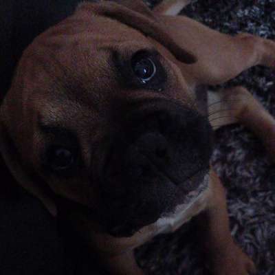 Hundetreffen-Row-Profilbild