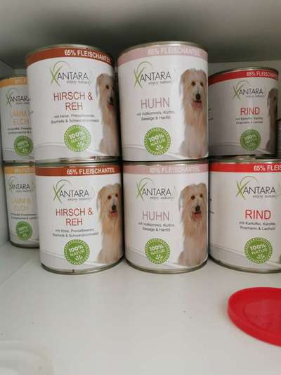 gutes Futter für Junghunde-Beitrag-Bild