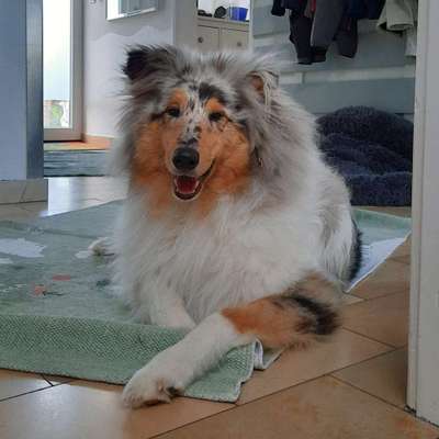 Collies -wo seid ihr?-Beitrag-Bild