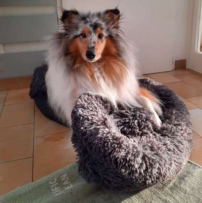 Langhaar Collies-Beitrag-Bild