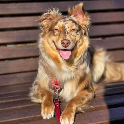 aktuelles Foto Gruppe Australian Shepherd