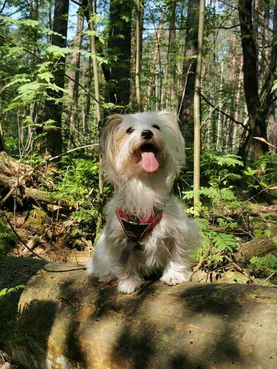 Hundetreffen-Joy sucht Spiel und Spazierfreunde-Bild